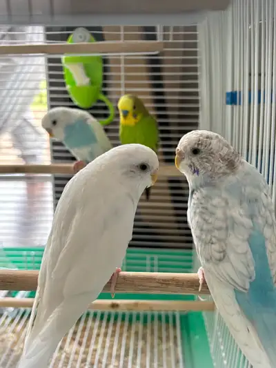 4 Birds plus cage, View more