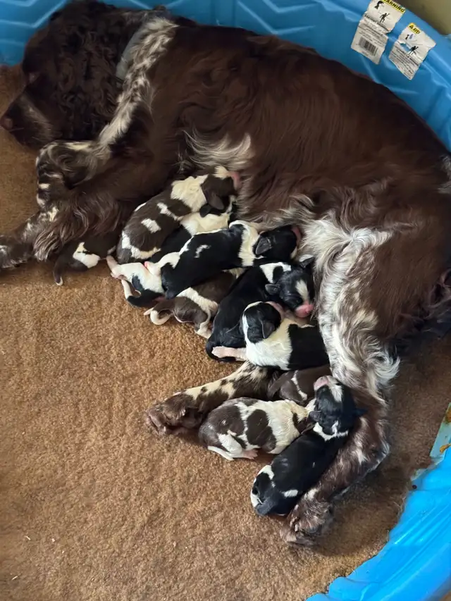 English Springer Spaniel pups - 1 girl in Dogs & Puppies for Rehoming in Owen Sound - Image 10