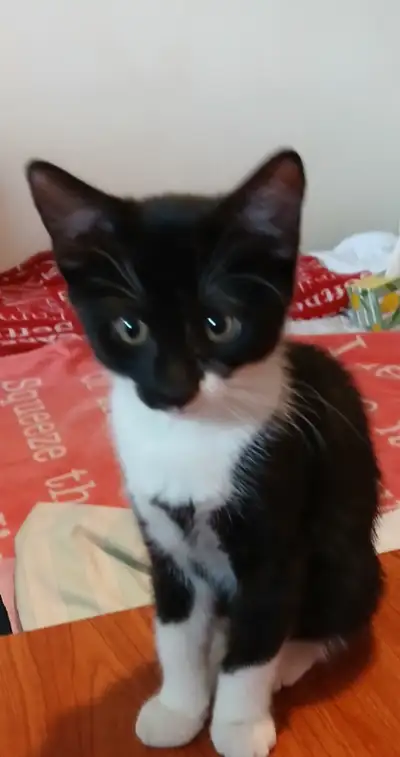 Petite chatte de 3 mois, View more