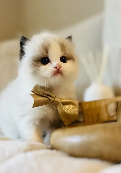 Chatons Ragdoll pure race ❤️mâles et femelle❤️, View more