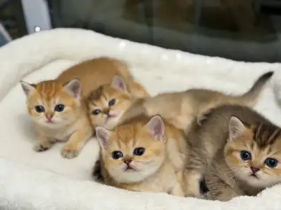 Adorable Scottish Straight × British Shorthair Kittens ❤️, View more