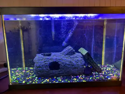 Plecos and fishtank, View more