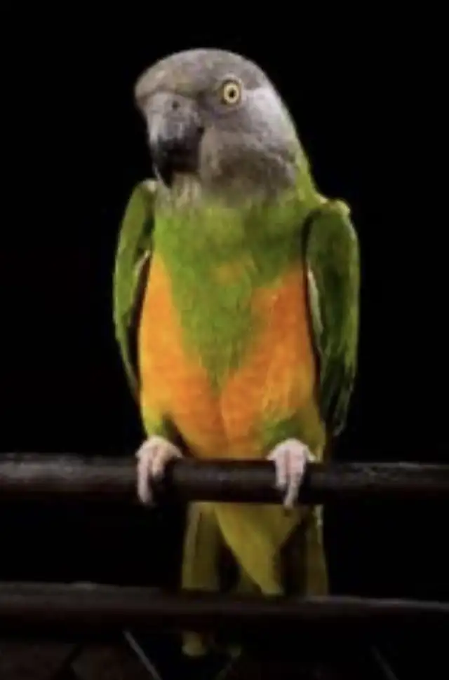 Senegal parrot in Birds for Rehoming in Kitchener / Waterloo - Image 2