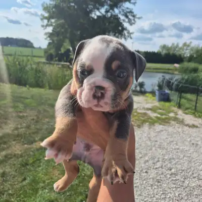 QUALITY old English bulldog UK, View more