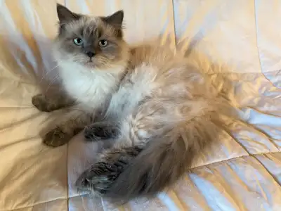 Himalayen blue point Mâle 10 mois Non opérer Non vacciné Habitué avec les autres chats Fais ses grif...