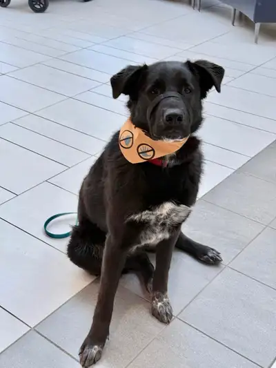 Labrador X Dalmatien , View more