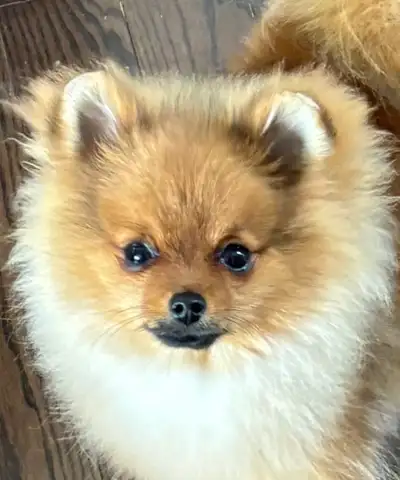 Pomeranian Puppy,  Very small male.  CKC Reg'd, View more
