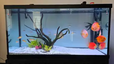 I am selling my whole set (all together or none of them) - 90 gal. tank with stand, substrate & drif...