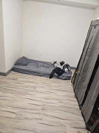 Room for Rent in Waterloo in 2 Bedroom Apartment