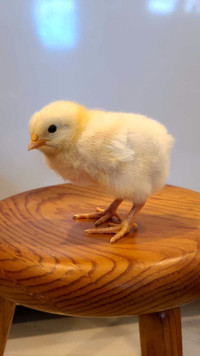 Purebred Chicks -  ½ Price Special - $15