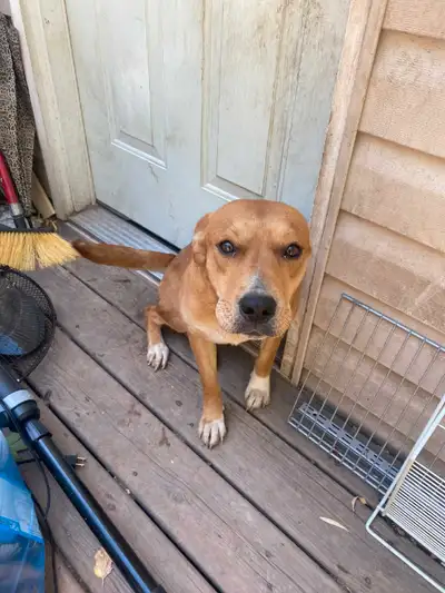 2yr old female dog needs a new home!, View more