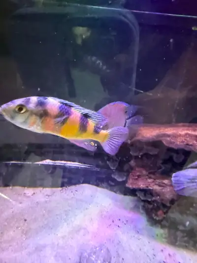 Haplochromis obliquidens, View more