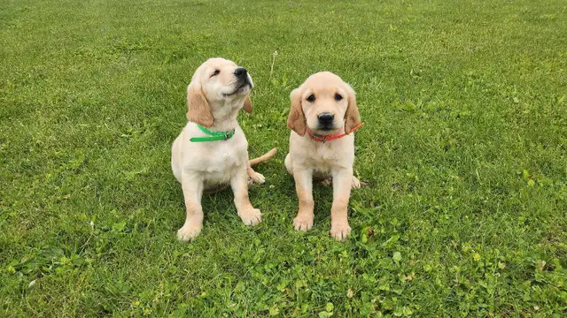 Golden Retriever Puppies in Dogs & Puppies for Rehoming in Stratford - Image 3