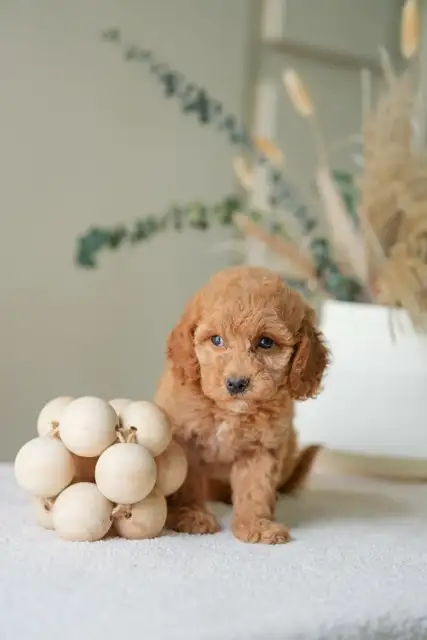 Adorable Mini Goldendoodles puppies for Loving Homes in Dogs & Puppies for Rehoming in Oakville / Halton Region - Image 9