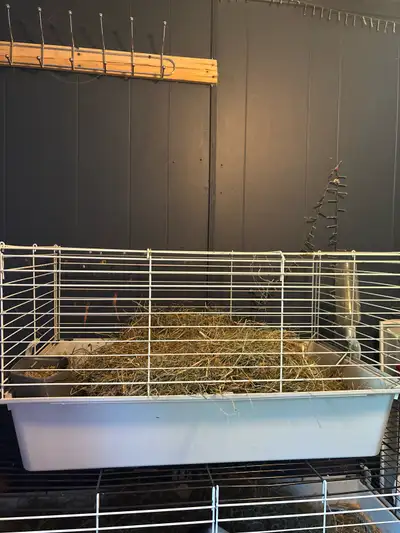Guinea pig male and cage , View more