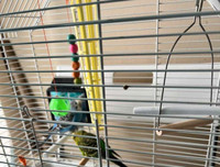 Cheap bonded budgies with cage