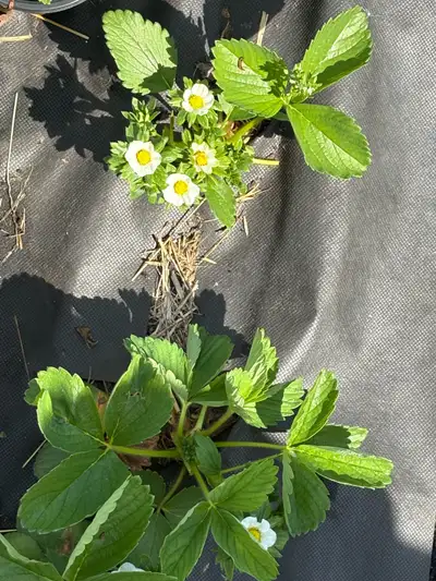 plants de Fraise a vendre, View more