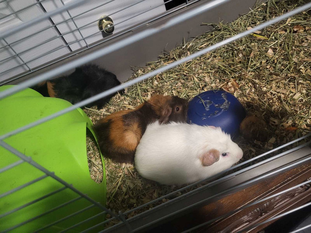 3ginni pigs need gone asap in Other Pets for Rehoming in Kingston