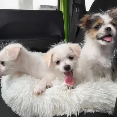 Yorkie Cross (Jarkie) Pups, View more