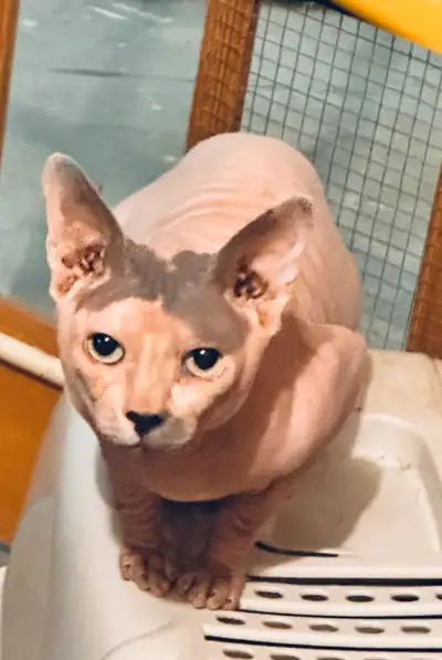 sphynx male, View more