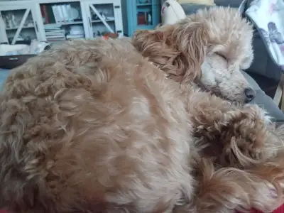 Mini Apricot female poodle, View more
