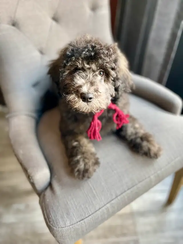 Micro Mini Bernedoodle’s in Dogs & Puppies for Rehoming in Edmonton - Image 2