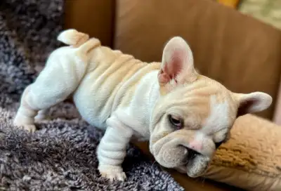 French Bulldog cream blonde Females, View more