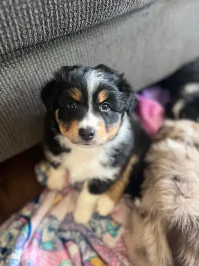 Australian shepherd puppies Ready to go, View more