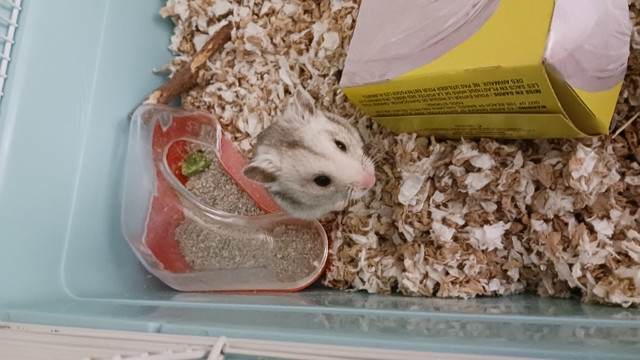 Petit hamster cherche nouvelle maison dans Petits animaux à adopter  à Ville de Montréal - Image 3
