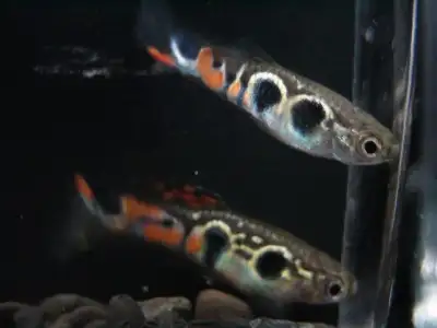 Staeck Endler's guppy, View more