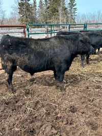 Yearling Black Angus bulls
