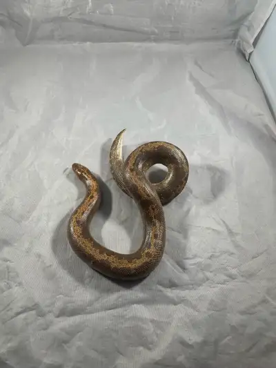 Female Kenyan sand boas, View more