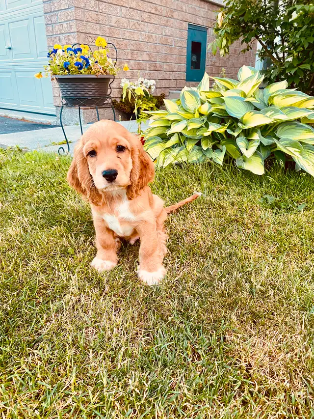 Purebred American Cocker Spaniel Puppies in Dogs & Puppies for Rehoming in Oshawa / Durham Region - Image 3
