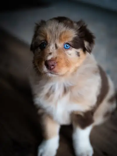 Australian Shepherd Puppy, View more