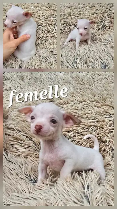 chihuahua puppies, View more