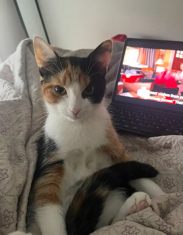 Sweet Calico Cat Looking for a Loving Home – Ottawa/Orléans