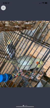 Male and female cockatiel pair 