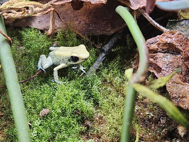 Dart frogs - Phyllobates terribilis 'mint' in Reptiles & Amphibians for Rehoming in Winnipeg - Image 2