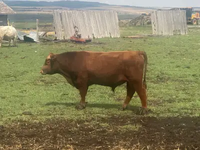 Angus Cross Bull, View more