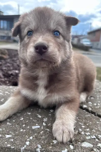 Maintenant âgés de 8 semaines, nos 4 bébés pomsky sont maintenant prêts à rejoindre leurs famille po...