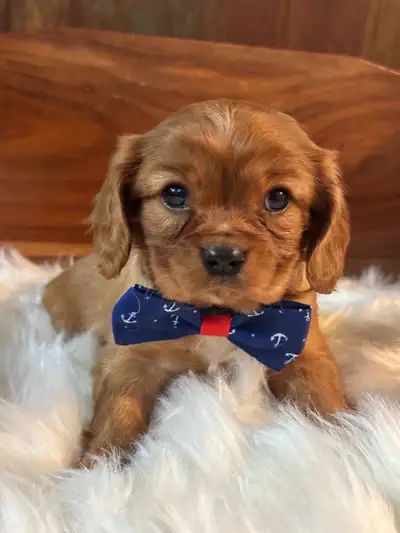 Serious inquiries only the pictures are updated frequently These are registered purebred Cavalier Ki...