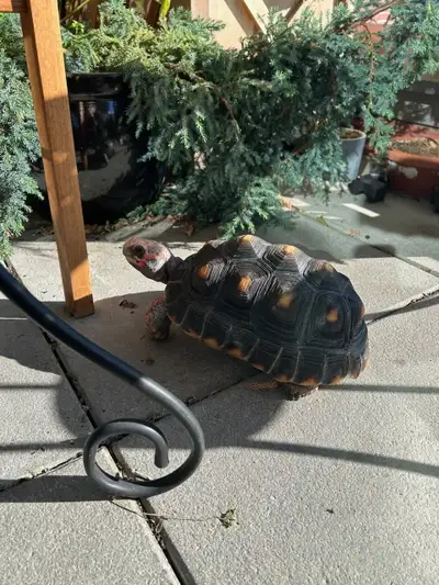 Cherry head Tortoise, View more