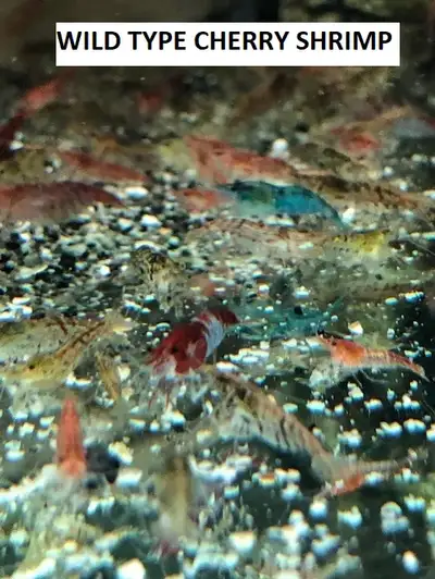 WILD SHRIMP (60 to 45 Cents ea. ), View more