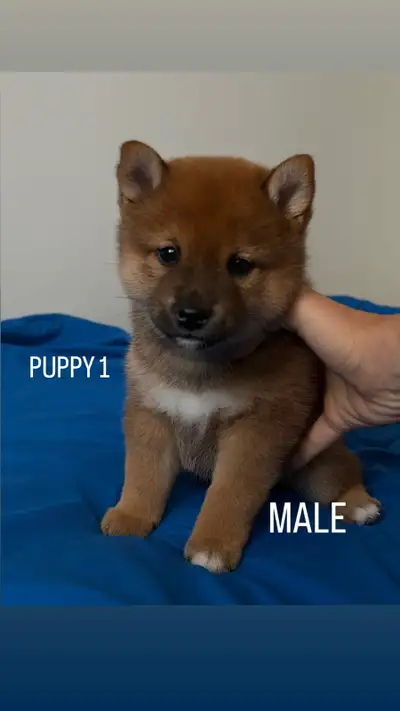 Purebred Shiba Inu Puppies, View more