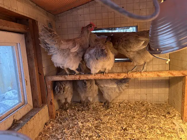 Lavender Orpington Rooster - 3 months old in Livestock in Hamilton - Image 6