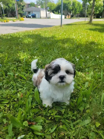 Adorable Shih Tzu and Malshi puppies!, View more