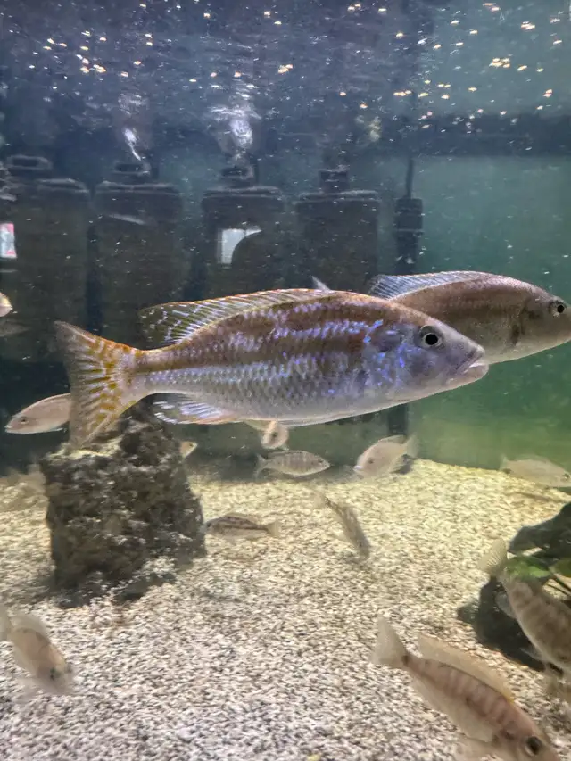 Nimbochromis Fuscotaeniatus in Fish for Rehoming in Mississauga / Peel Region - Image 7