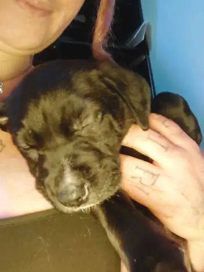 German Shepherd x Bernese Mountain dog puppies, View more