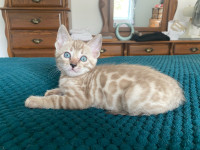 Chatons bengal disponibles