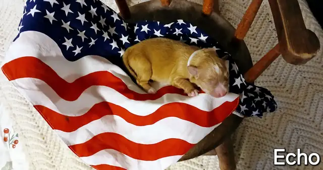 TruePatriot Tollers is now accepting applications! in Dogs & Puppies for Rehoming in Woodstock - Image 8